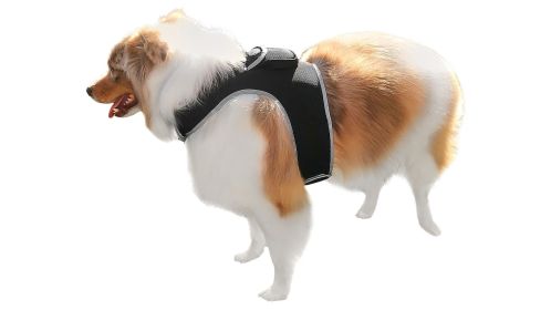Pet Tracker Security Collar GPS for Pet Wireless GSM GPRS Tracking System Size:M - Default