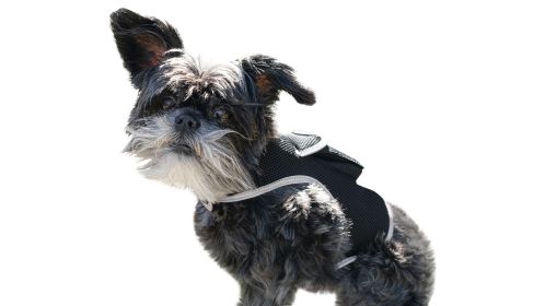 Remote Pet Surveillance Pet Tracker Waterproof Collar Mounted GPS for Pet Size:XL - Default