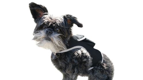 Pet Tracker Wireless Pet Security Surveillance GSM GPS Dog Tracking System Size:L - Default