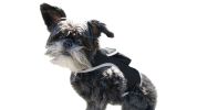 Pocket Waterproof Collar GPS Pet Locator Realtime Remote Surveillance Size:XL - Default
