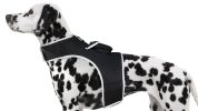 Realtime GPS Pet Tracker for Phone - Wireless Remote Pet Surveillance Size:M - Default