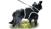 Realtime GPS Pet Tracker for Phone - Wireless Remote Pet Surveillance Size:M - Default