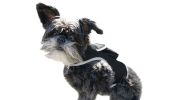 Mini GSM GPS Dog Tracking Systems with Alarm for Pet Wireless Security Size:XXL - Default