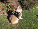 Pet Tracker Pocket GPS Dog Tracking Systems for Pet Security Surveillance Size:XS - Default