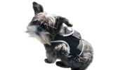 Pocket Collar Pet GPS Tracking Device Dog Cat Wireless Security System Size:XS - Default