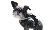 Realtime GPS Pet Tracker for Phone - Wireless Remote Pet Surveillance Size:S - Default