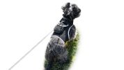 Realtime GPS Pet Tracker for Phone - Wireless Remote Pet Surveillance Size:M - Default