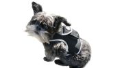 Pocket Collar Pet GPS Tracking Device Dog Cat Wireless Security System Size:XXL - Default
